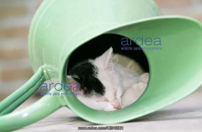  : CAT -Kitten, black and white, in jug