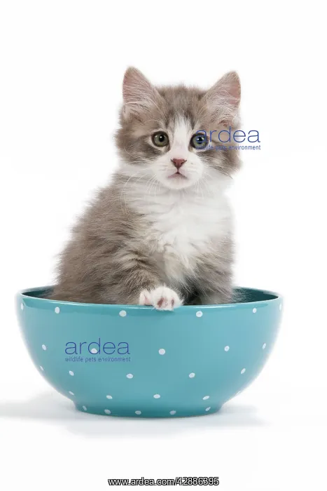  : Cat - kitten in blue bowl