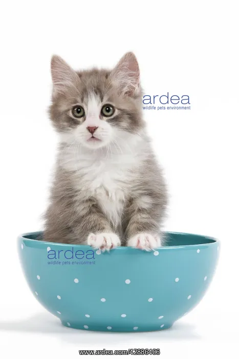  : Cat - kitten in blue bowl
