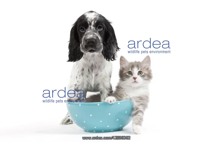: Cat - kitten in blue bowl with English Cocker Spaniel : Cat - kitten in blue bowl with English Cocker Spaniel