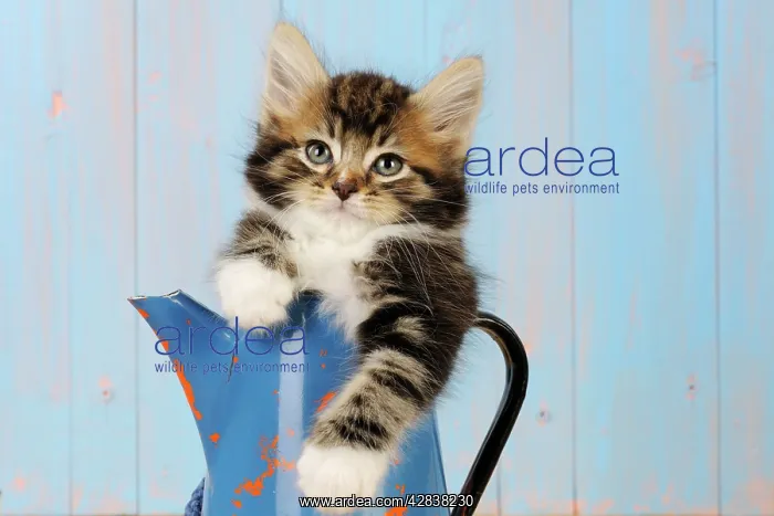  : Cat - Kitten in blue jug