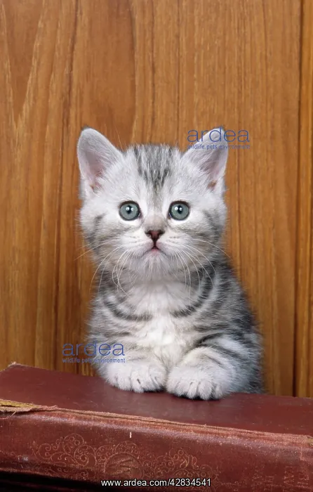 : CAT - kitten with books : CAT - kitten with books