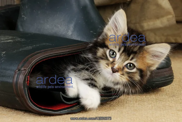  : Cat - Kitten in boot