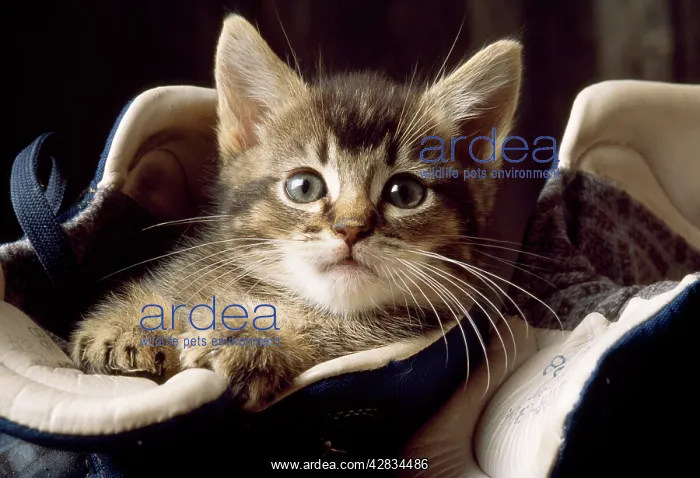 : CAT - kitten in boots : CAT - kitten in boots