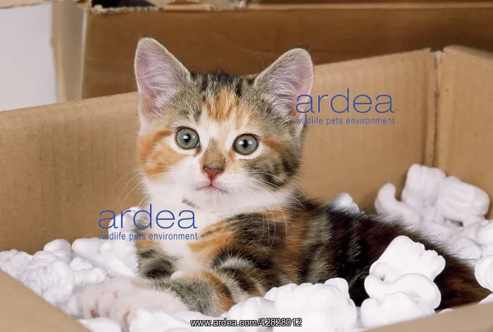 : CAT - Kitten in box with polystyrene. moving house : CAT - Kitten in box with polystyrene. moving house