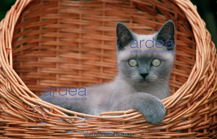  : CAT - kitten, british short-hair in basket