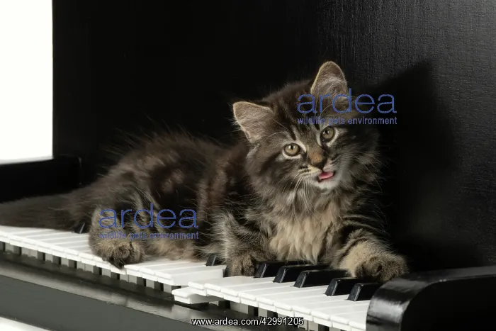  : CAT. Kitten, brown tabby (8 weeks old ) laying
