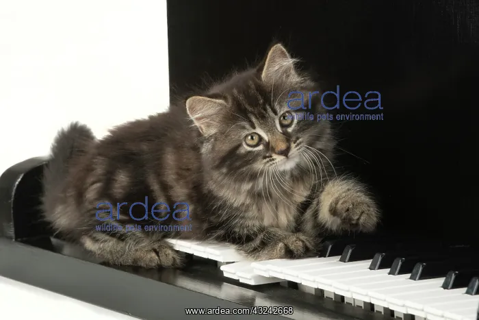 : CAT. Kitten, brown tabby (8 weeks old ) laying : CAT. Kitten, brown tabby (8 weeks old ) laying