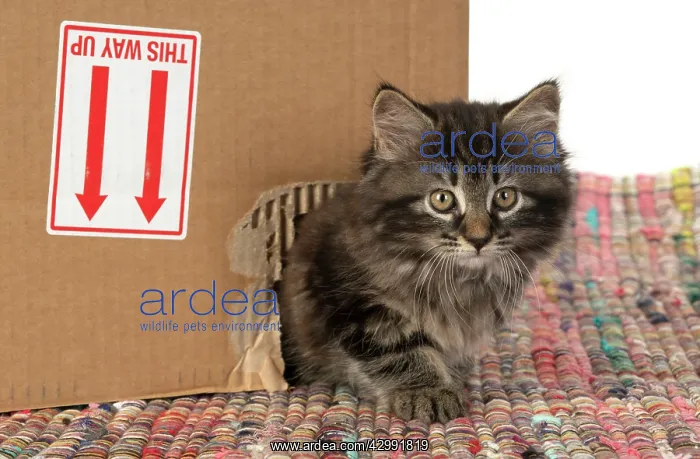 : CAT. Kitten, brown tabby (8 weeks old ) looking : CAT. Kitten, brown tabby (8 weeks old ) looking