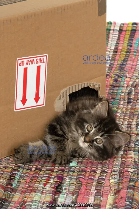 : CAT. Kitten, brown tabby (8 weeks old ) looking : CAT. Kitten, brown tabby (8 weeks old ) looking
