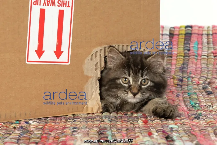  : CAT. Kitten, brown tabby (8 weeks old ) looking