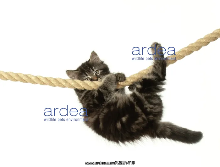 : CAT. Kitten, brown tabby (8 weeks old ) playing : CAT. Kitten, brown tabby (8 weeks old ) playing