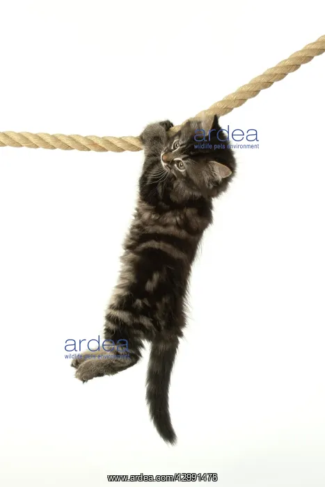 : CAT. Kitten, brown tabby (8 weeks old ) playing : CAT. Kitten, brown tabby (8 weeks old ) playing