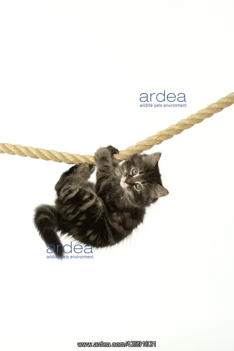 : CAT. Kitten, brown tabby (8 weeks old ) playing : CAT. Kitten, brown tabby (8 weeks old ) playing