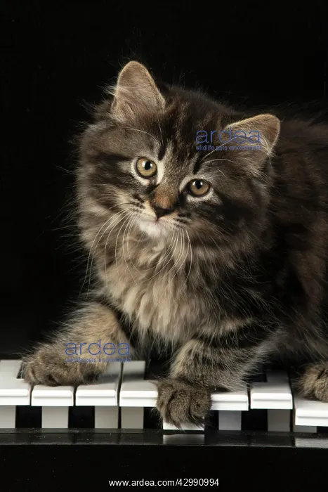 : CAT. Kitten, brown tabby (8 weeks old ) sitting : CAT. Kitten, brown tabby (8 weeks old ) sitting