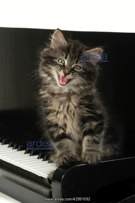 : CAT. Kitten, brown tabby (8 weeks old ) sitting : CAT. Kitten, brown tabby (8 weeks old ) sitting