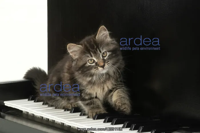 : CAT. Kitten, brown tabby (8 weeks old ) sitting : CAT. Kitten, brown tabby (8 weeks old ) sitting