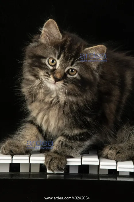 : CAT. Kitten, brown tabby (8 weeks old ) sitting : CAT. Kitten, brown tabby (8 weeks old ) sitting