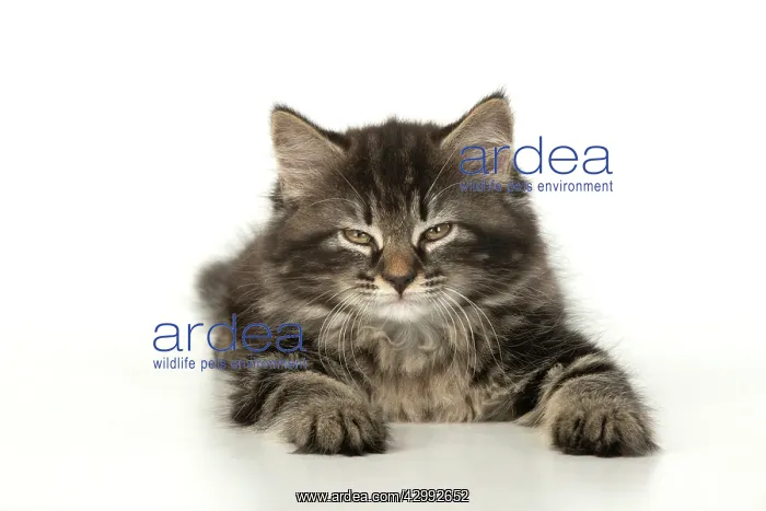 : CAT. Kitten, brown tabby (8 weeks old ) sleepy : CAT. Kitten, brown tabby (8 weeks old ) sleepy