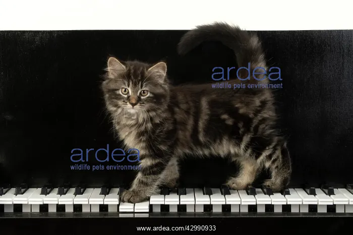 : CAT. Kitten, brown tabby (8 weeks old )standing : CAT. Kitten, brown tabby (8 weeks old )standing
