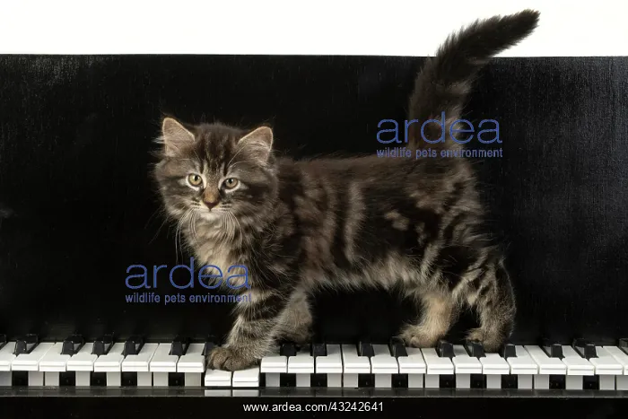 : CAT. Kitten, brown tabby (8 weeks old )standing : CAT. Kitten, brown tabby (8 weeks old )standing
