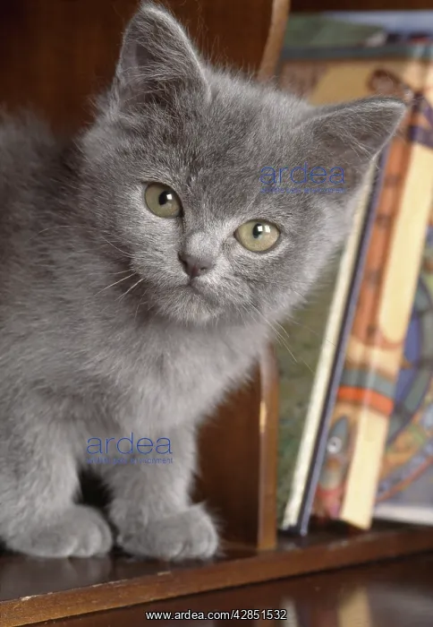  : Cat - kitten in bureau