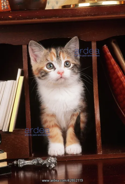 : CAT - kitten on bureau : CAT - kitten on bureau