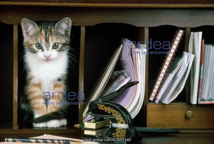 : Cat - kitten in bureau : Cat - kitten in bureau