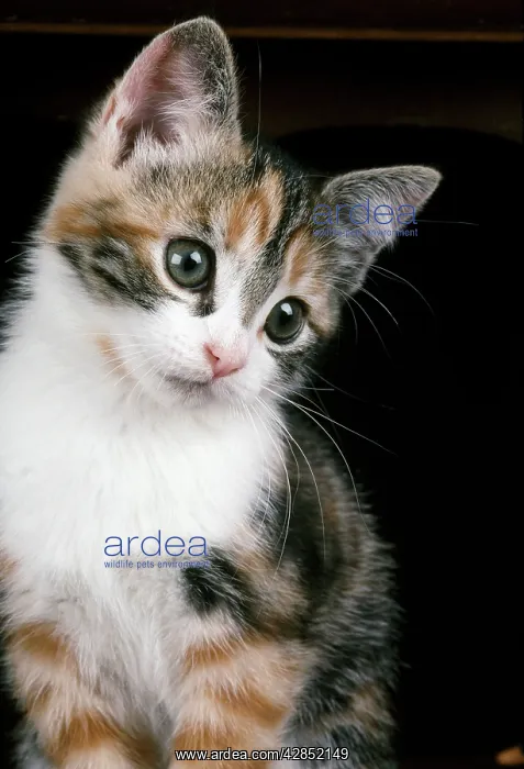 : CAT - KITTEN - on bureau : CAT - KITTEN - on bureau