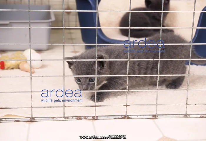 : CAT - kitten in cage : CAT - kitten in cage