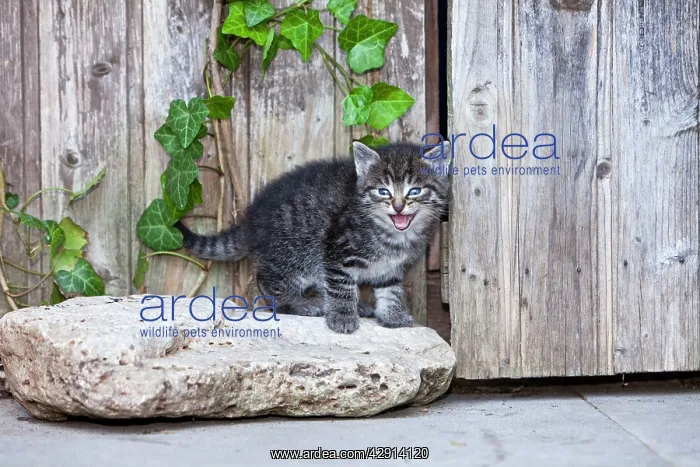 : Cat - kitten calling - in front of garden shed : Cat - kitten calling - in front of garden shed