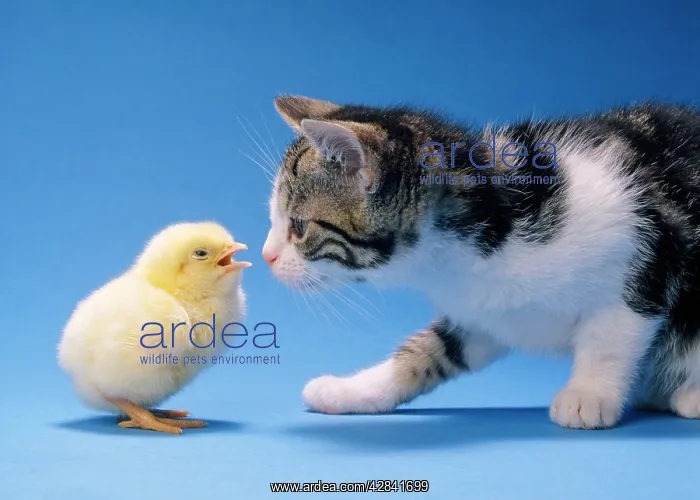 : Cat - Kitten & Chick : Cat - Kitten & Chick