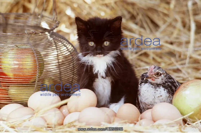 : CAT - Kitten with chicken amongst eggs and apples : CAT - Kitten with chicken amongst eggs and apples
