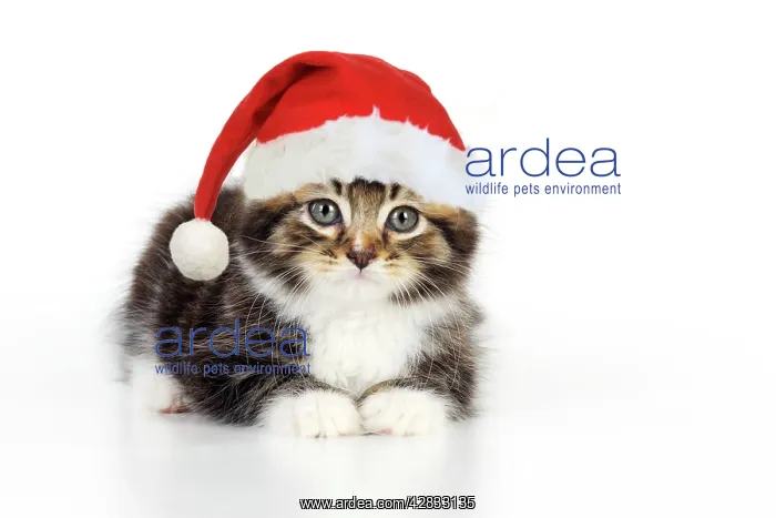 : Cat - Kitten with Christmas hat : Cat - Kitten with Christmas hat