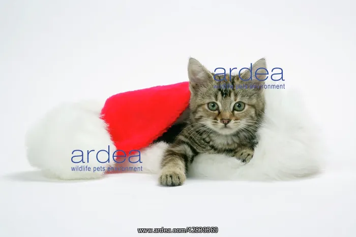 : Cat - Kitten in a Christmas hat : Cat - Kitten in a Christmas hat