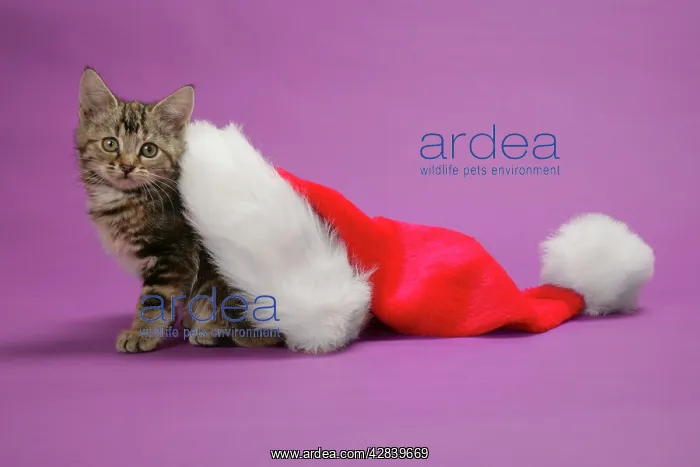: Cat - Kitten in a Christmas hat : Cat - Kitten in a Christmas hat