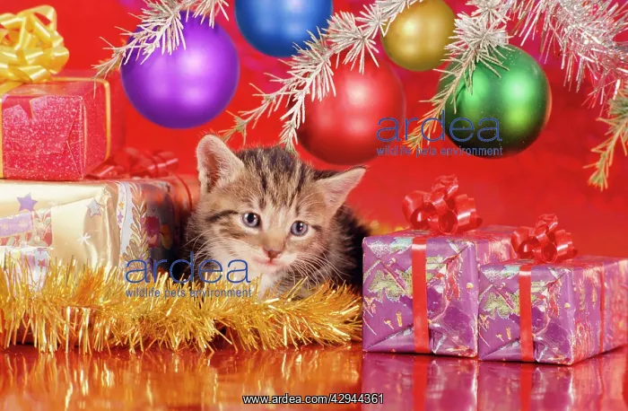  : Cat - kitten under Christmas tree