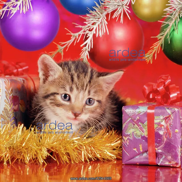  : Cat - kitten under Christmas tree