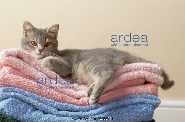 : Cat - kitten on clean washing towels : Cat - kitten on clean washing towels