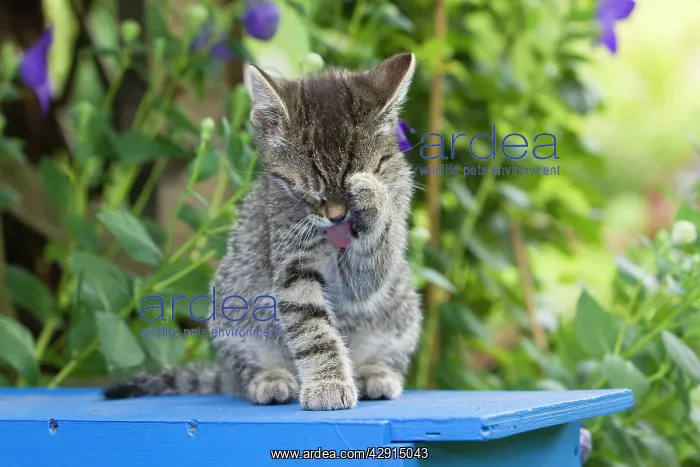: Cat - kitten cleaning itself : Cat - kitten cleaning itself
