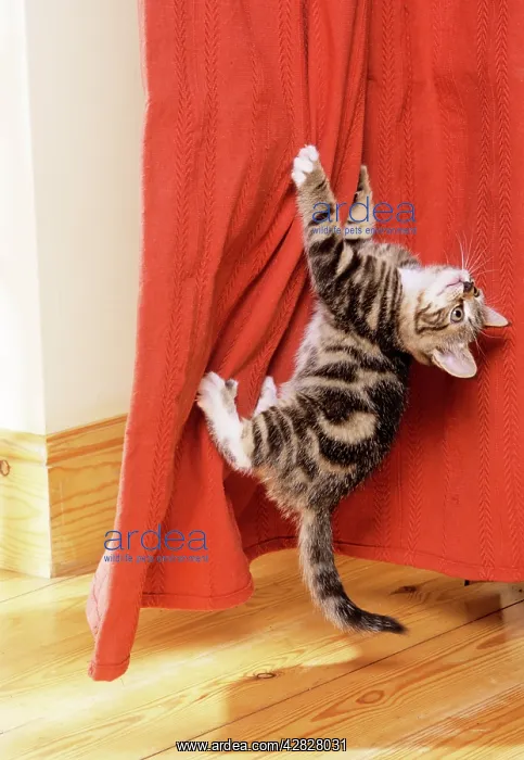 : Cat - Kitten climbing up curtains : Cat - Kitten climbing up curtains
