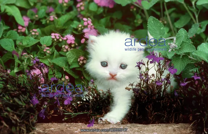  : Cat - Kitten climbing amongst garden flowers