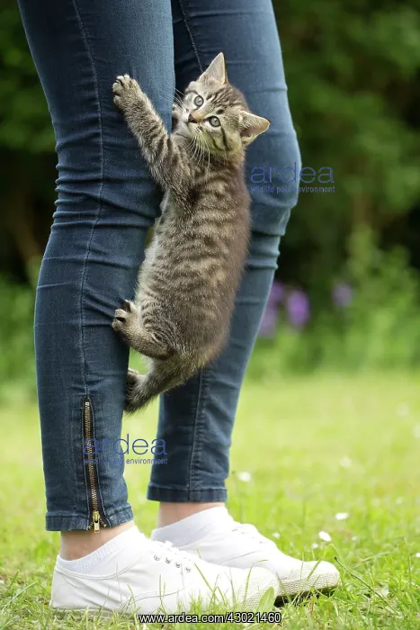  : Cat kitten climbing ladies jeans
