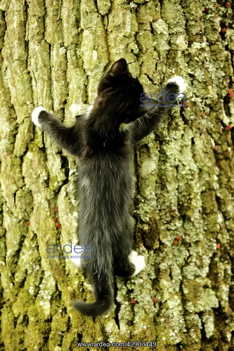  : Cat - Kitten climbing a tree