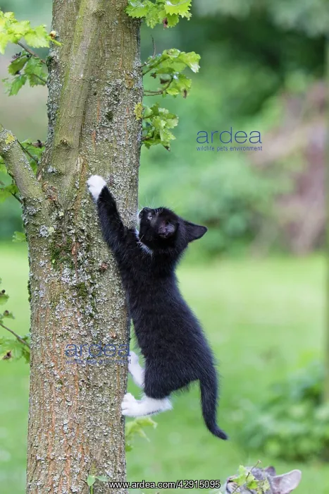 : Cat - kitten climbing tree trunk : Cat - kitten climbing tree trunk