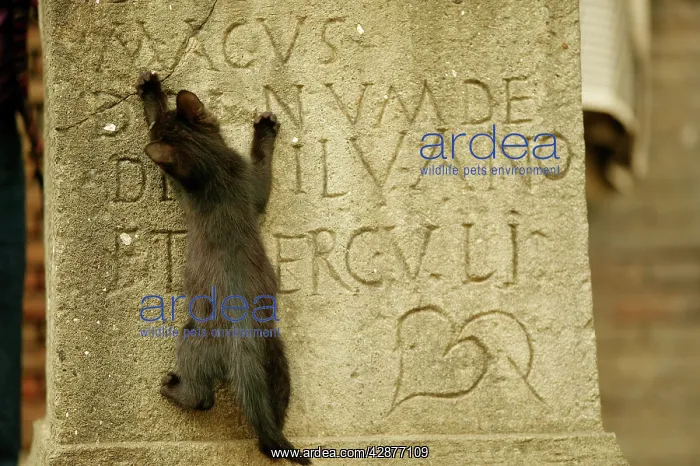 : Cat - Kitten climbs up gravestone : Cat - Kitten climbs up gravestone