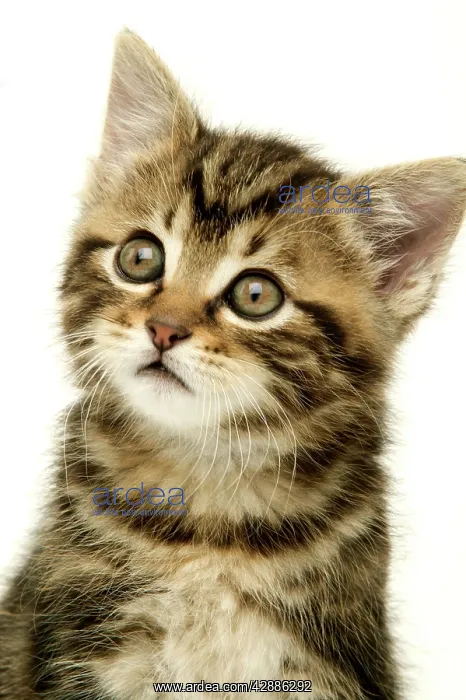  : CAT - Kitten, close-up
