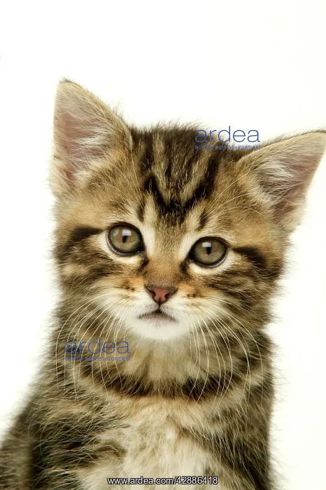  : CAT - Kitten, close-up