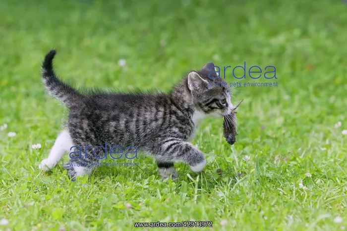 : Cat - kitten with common shrew on lawn : Cat - kitten with common shrew on lawn