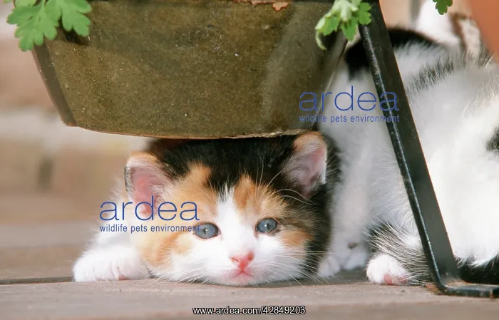  : CAT - kitten crouching